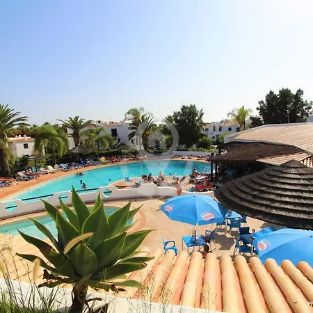 Camelia 67 At Sao Rafael -